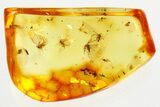 Fossil Dark-Winged Fungus Gnat Swarm (Sciaridae) In Baltic Amber #357824-1